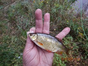 $HickoryRun10-03-2021011$ Switched locations to the pond above the Saylorsvill Dam. Saw fish rising and caught this. Have no idea what it is but it took a fly soooooo.